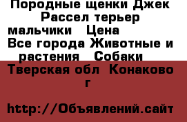 Породные щенки Джек Рассел терьер-мальчики › Цена ­ 40 000 - Все города Животные и растения » Собаки   . Тверская обл.,Конаково г.